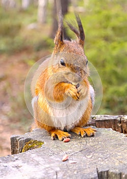 Squirrel with nuts and summer forest on background wild nature thematic