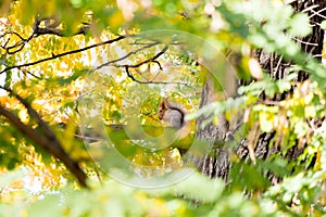 Squirrel on an oak branch gnaws nuts