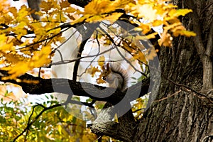 Squirrel on an oak branch gnaws nuts