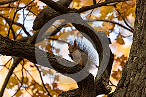 Squirrel on an oak branch gnaws nuts