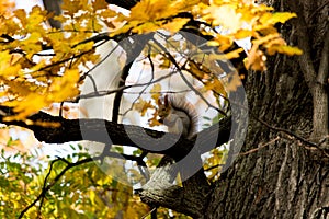 Squirrel on an oak branch gnaws nuts