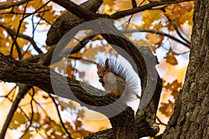 Squirrel on an oak branch gnaws nuts