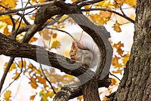 Squirrel on an oak branch gnaws nuts