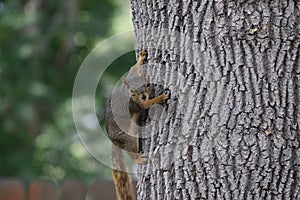 Squirrel