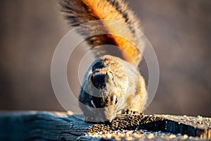 Squirrel in open grass field at night