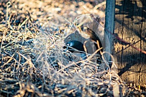 Squirrel in open grass field at night