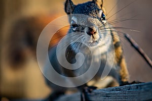 Squirrel in open grass field at night