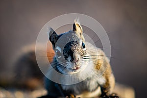 Squirrel in open grass field at night