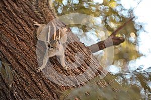 Squirrel over the tree with perfect pose