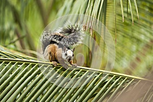 Squirrel on a Palm Branch
