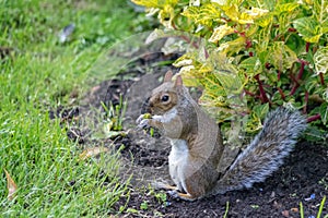 Squirrel in park.