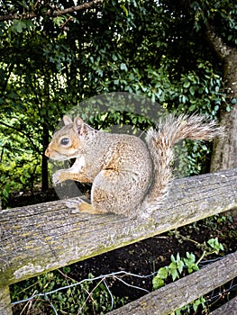 A squirrel in a park