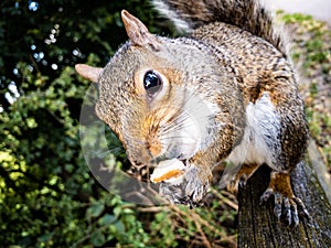 A squirrel in a park