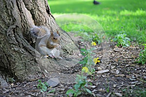 Squirrel in the park