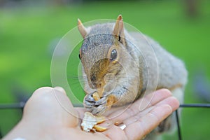 Squirrel in the park