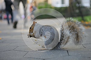 Squirrel in the park