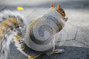 Squirrel in the park