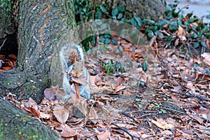 Squirrel in a park in autumn