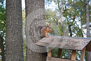 Squirrel.