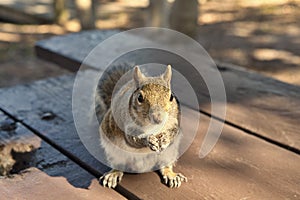 Squirrel in the Park begging for peanuts