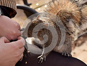 Squirrel on a park bench eating nuts.