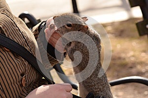 Squirrel on a park bench eating nuts.