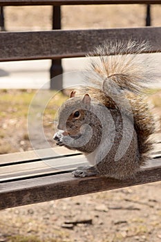 Squirrel on a park bench eating nuts.