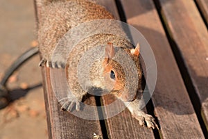 Squirrel on a park bench eating nuts.