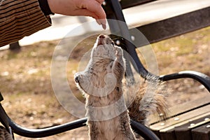 Squirrel on a park bench eating nuts.