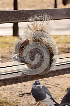 Squirrel on a park bench eating nuts.