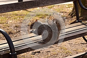 Squirrel on a park bench eating nuts.
