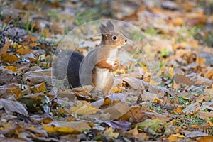 squirrel in the park on the border of light and shadow
