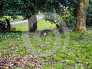 Squirrel in Park in Burnley Lancashire photo