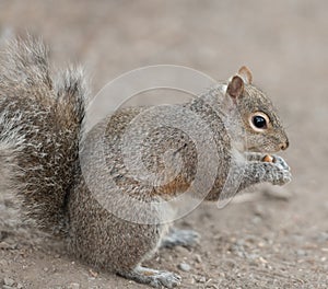 Squirrel in the park eating a nut, fluffy tail