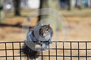 Squirrel eating in a park