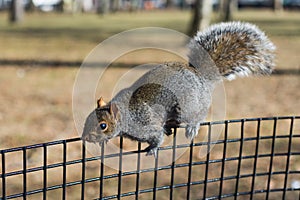 Squirrel eating in a park