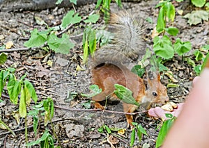 Squirrel in park eats nuts from hand