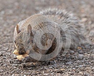 Squirrel in the park, fluffy tail, eating peanuts