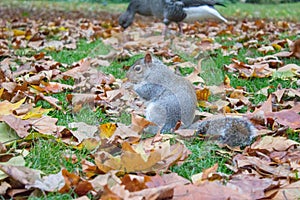 Squirrel in park in london