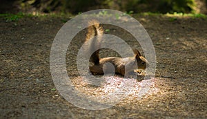 Squirrel in Park squirrel in the forest,the light on the sun