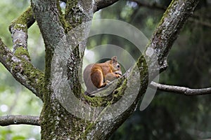 Squirrel in the park in sunny day