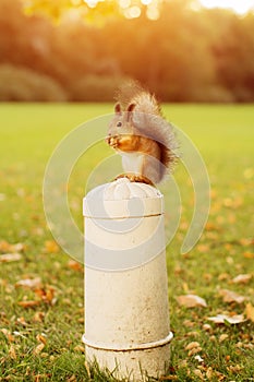 Squirrel in the park at sunset