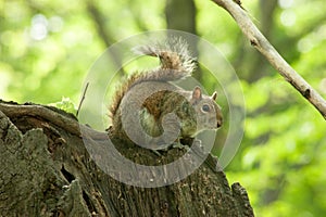 Squirrel in the park with tree