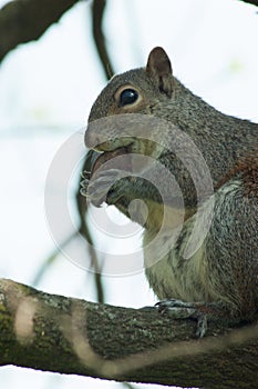 Squirrel in the park with tree