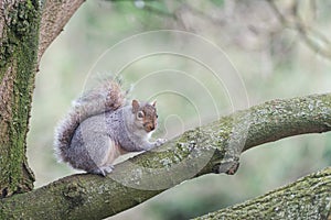 Squirrel in park tree