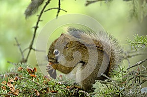 Squirrel at Patricia lake in Jasper National Park, Canada