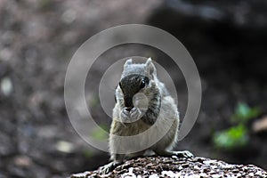 Squirrel paused while eating and looking curiously on the rock