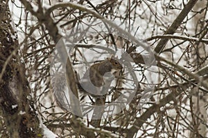 A squirrel pauses in a snowy tree