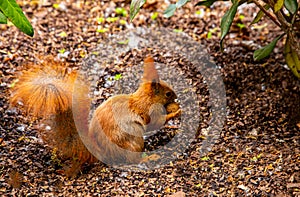 squirrel with peanut