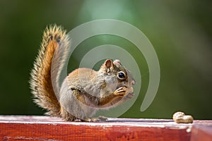 Squirrel and a peanut